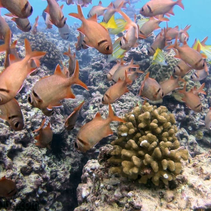 A family enjoying a private boat tour